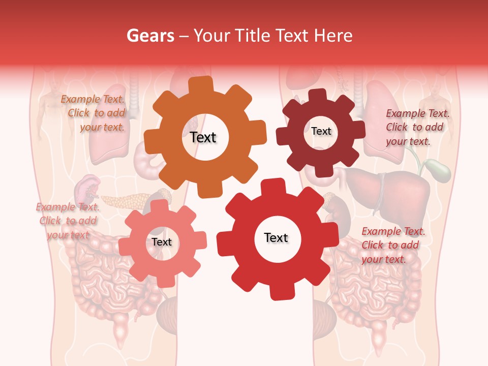 Glands Eye Intestine PowerPoint Template