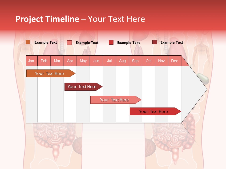 Glands Eye Intestine PowerPoint Template