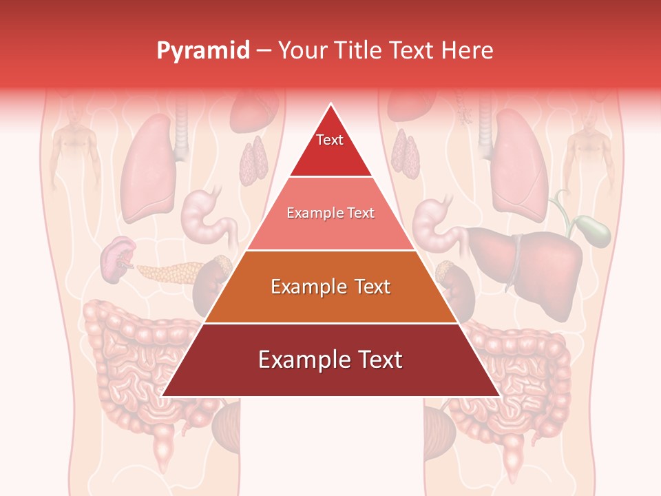 Glands Eye Intestine PowerPoint Template