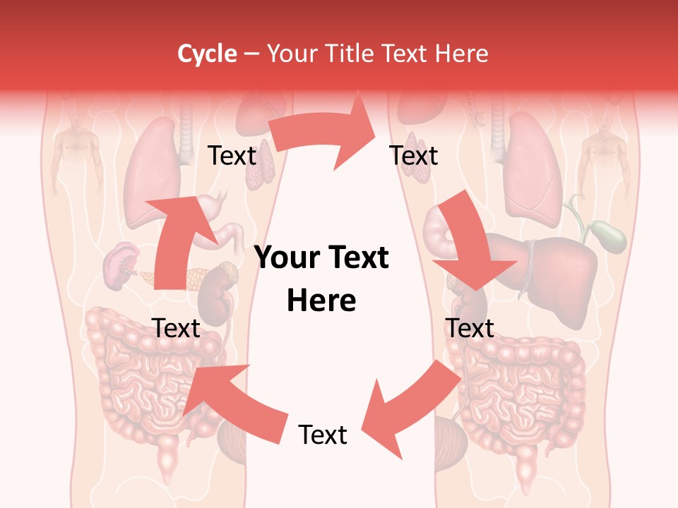 Glands Eye Intestine PowerPoint Template