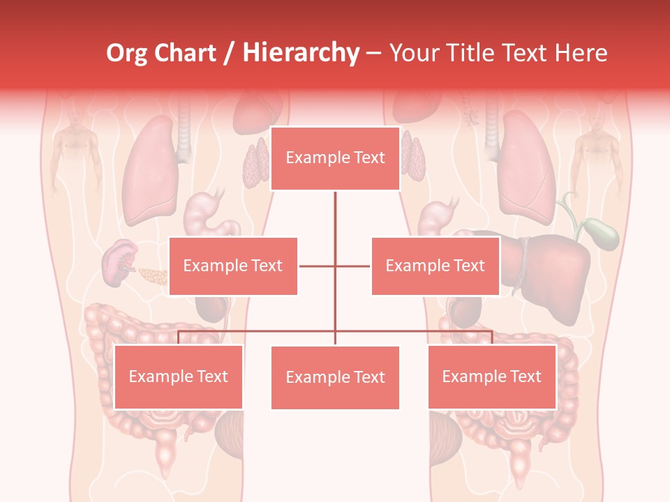 Glands Eye Intestine PowerPoint Template