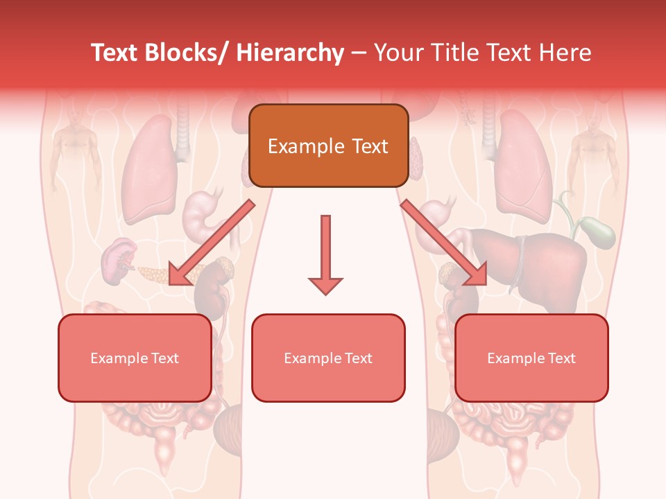 Glands Eye Intestine PowerPoint Template