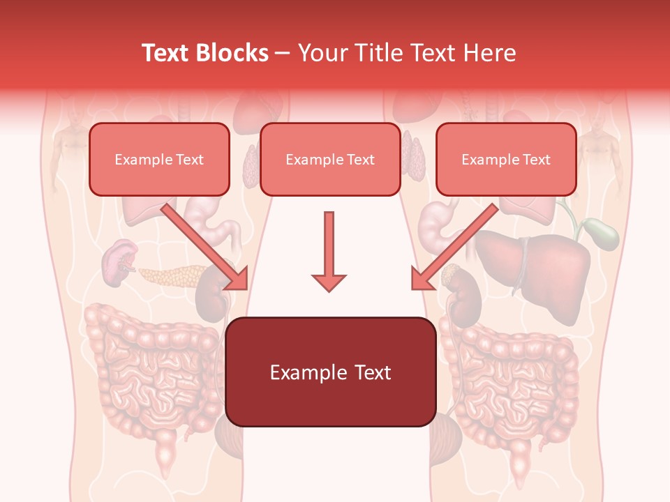 Glands Eye Intestine PowerPoint Template