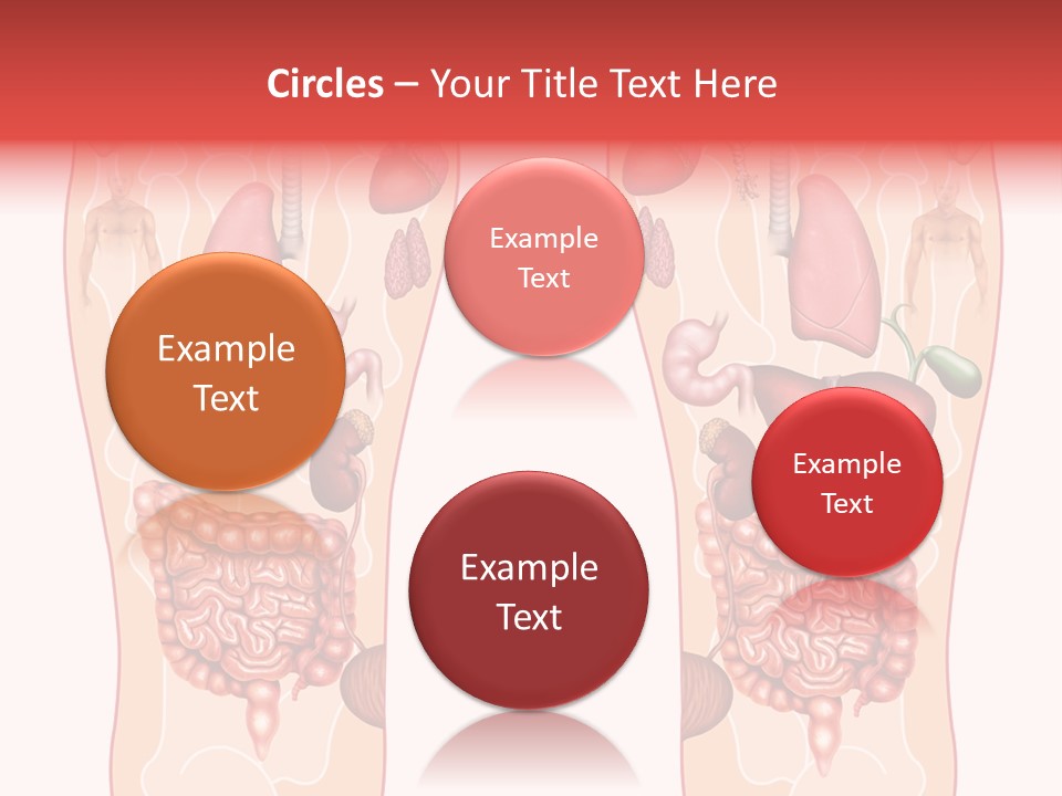 Glands Eye Intestine PowerPoint Template