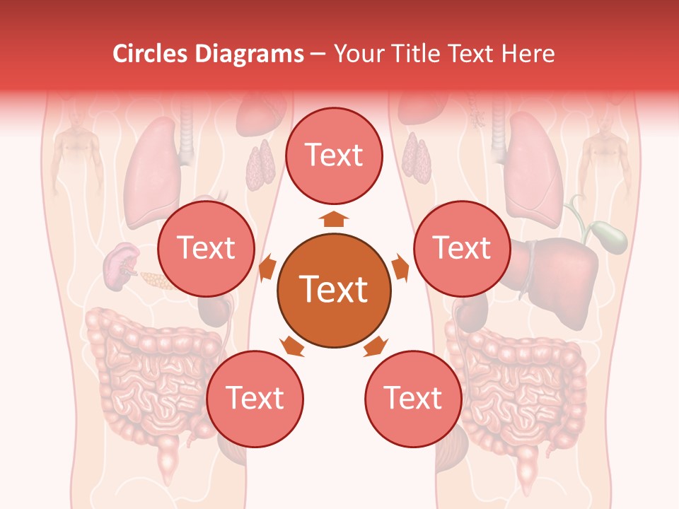 Glands Eye Intestine PowerPoint Template