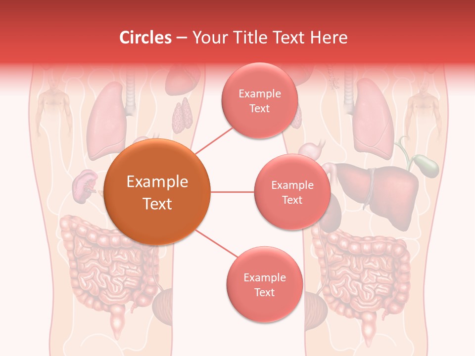 Glands Eye Intestine PowerPoint Template