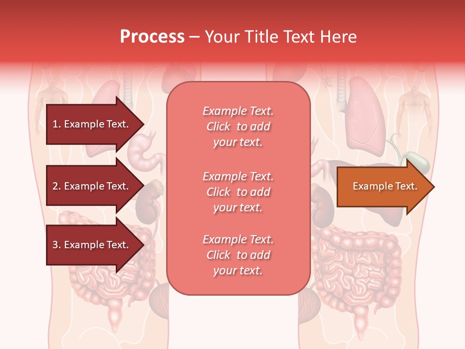 Glands Eye Intestine PowerPoint Template