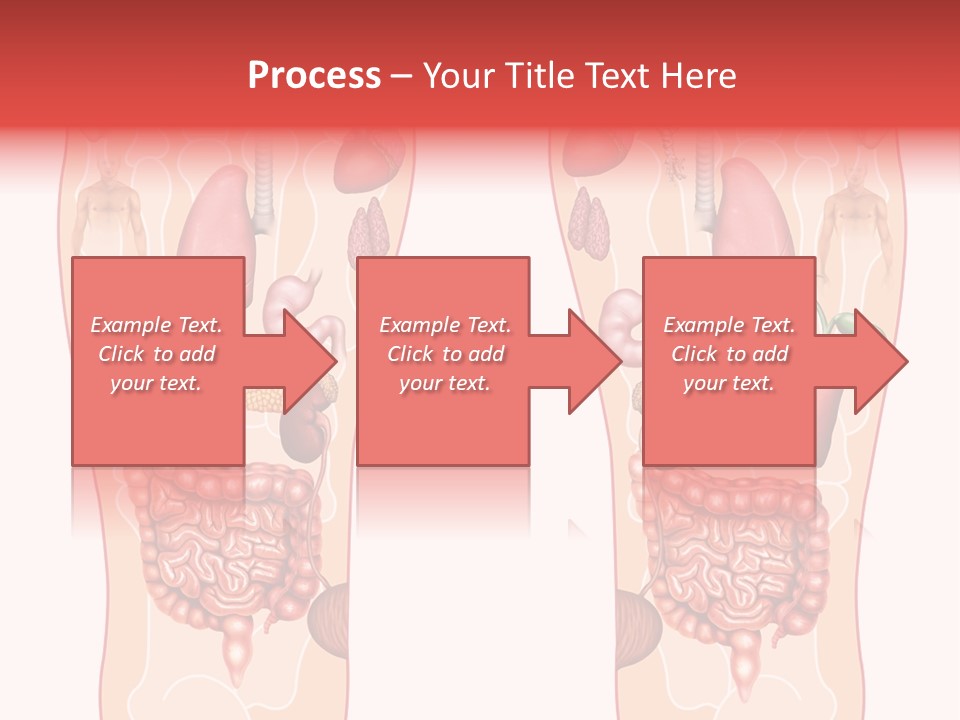 Glands Eye Intestine PowerPoint Template