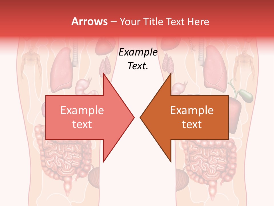 Glands Eye Intestine PowerPoint Template