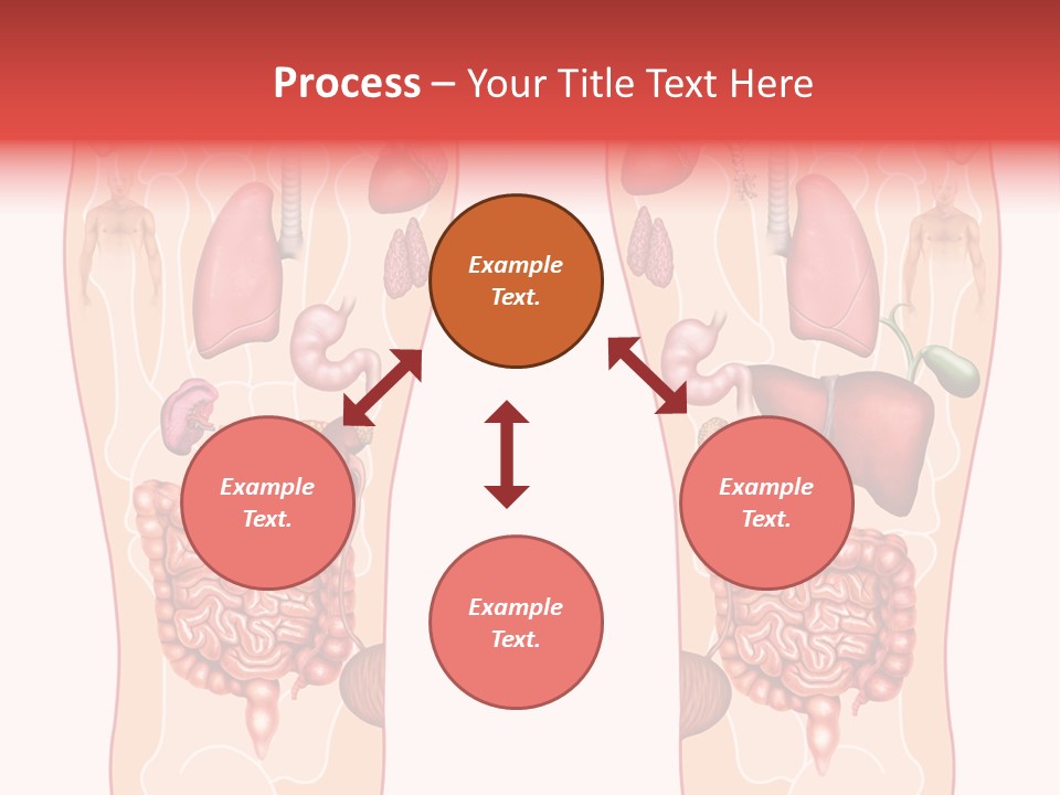 Glands Eye Intestine PowerPoint Template
