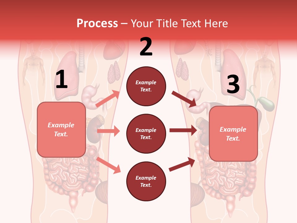 Glands Eye Intestine PowerPoint Template