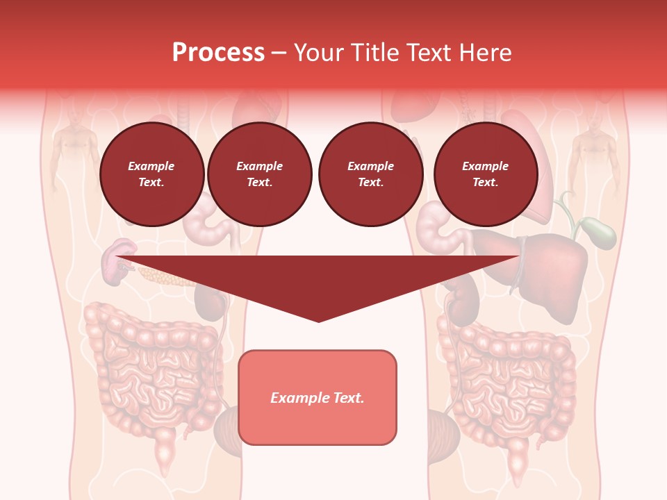 Glands Eye Intestine PowerPoint Template