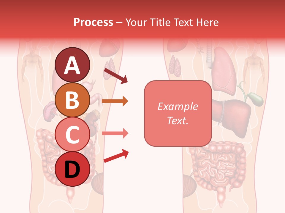 Glands Eye Intestine PowerPoint Template
