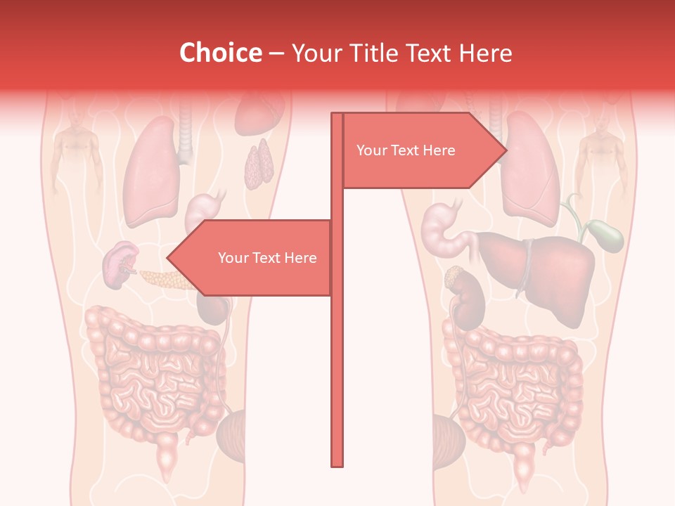 Glands Eye Intestine PowerPoint Template