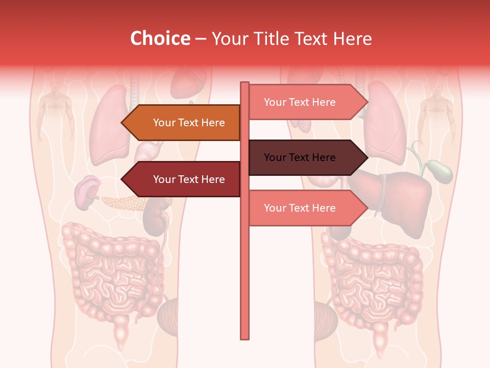 Glands Eye Intestine PowerPoint Template