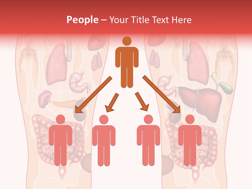 Glands Eye Intestine PowerPoint Template