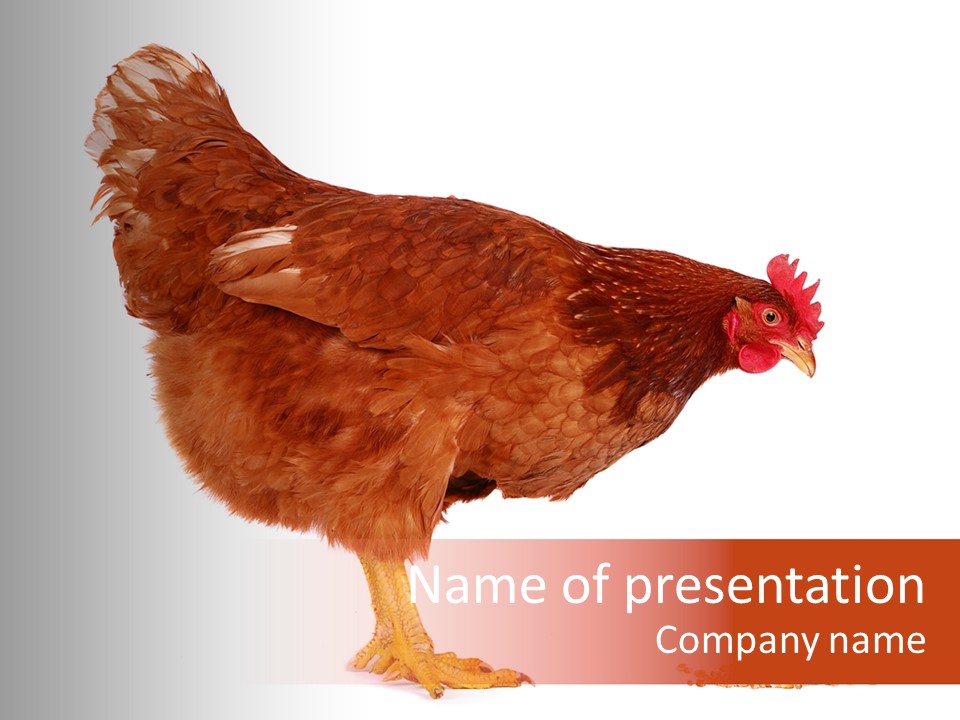 Chicken Bird Wheat PowerPoint Template