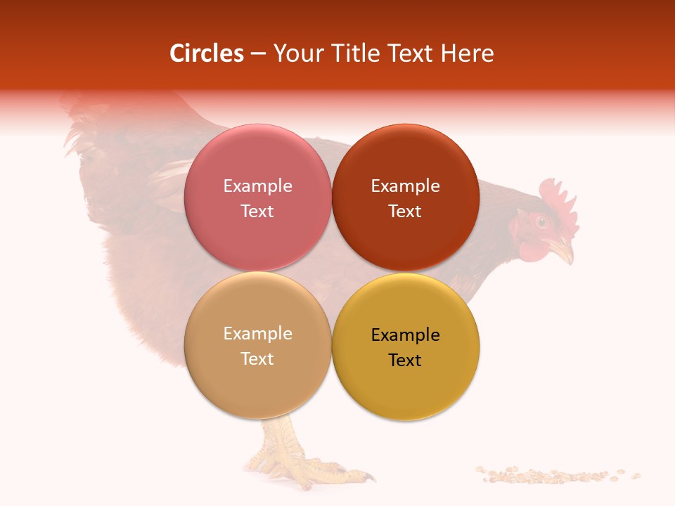 Chicken Bird Wheat PowerPoint Template