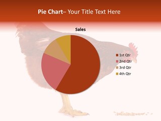 Chicken Bird Wheat PowerPoint Template