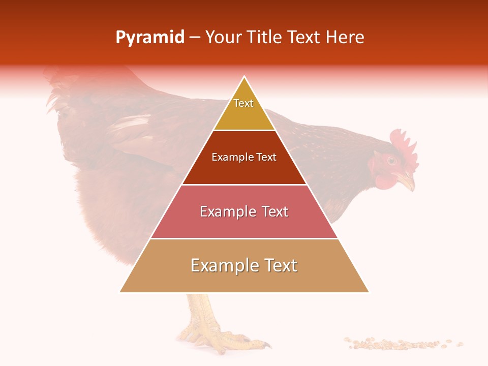 Chicken Bird Wheat PowerPoint Template