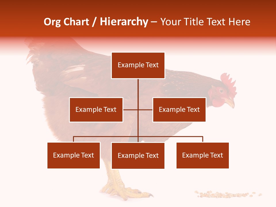 Chicken Bird Wheat PowerPoint Template