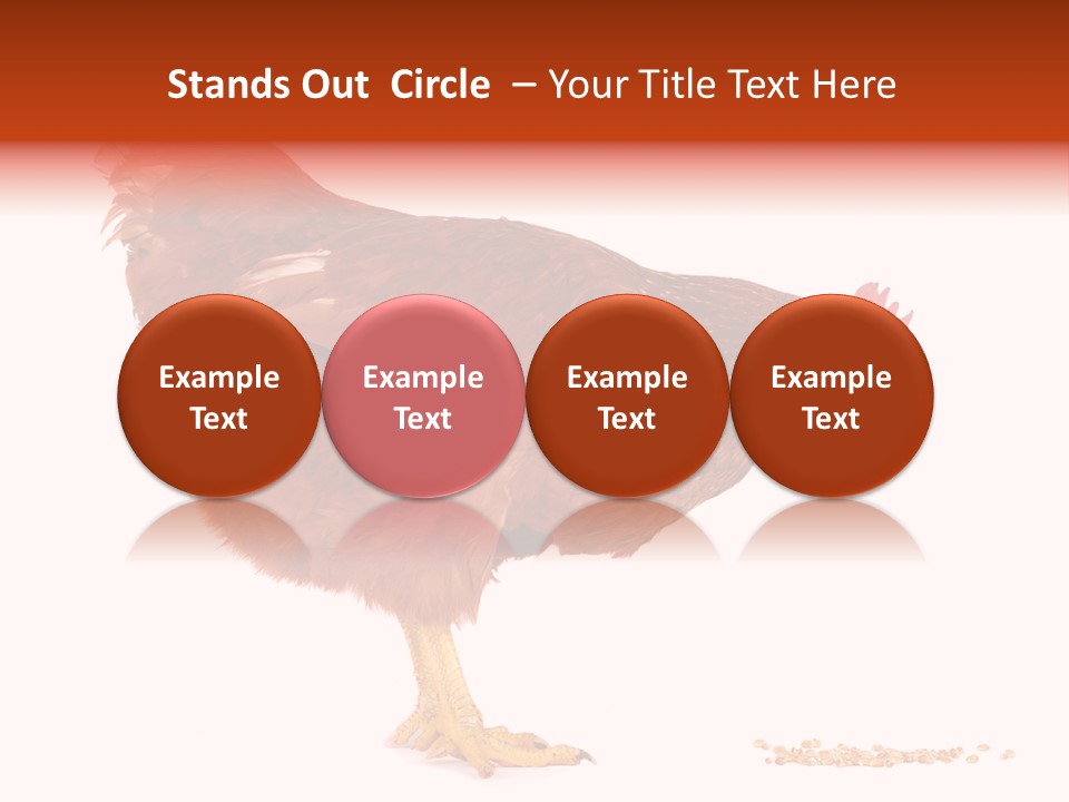 Chicken Bird Wheat PowerPoint Template