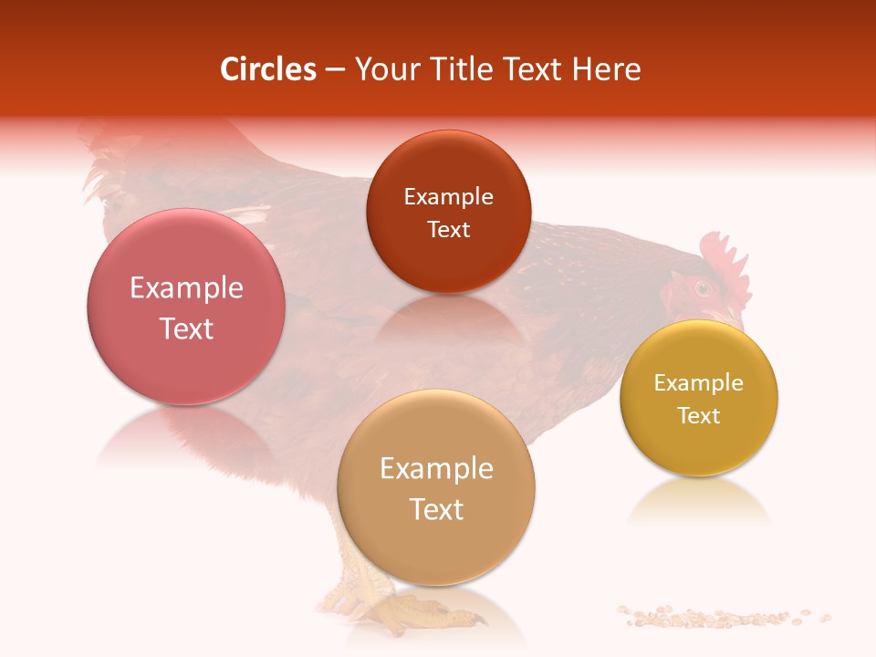 Chicken Bird Wheat PowerPoint Template