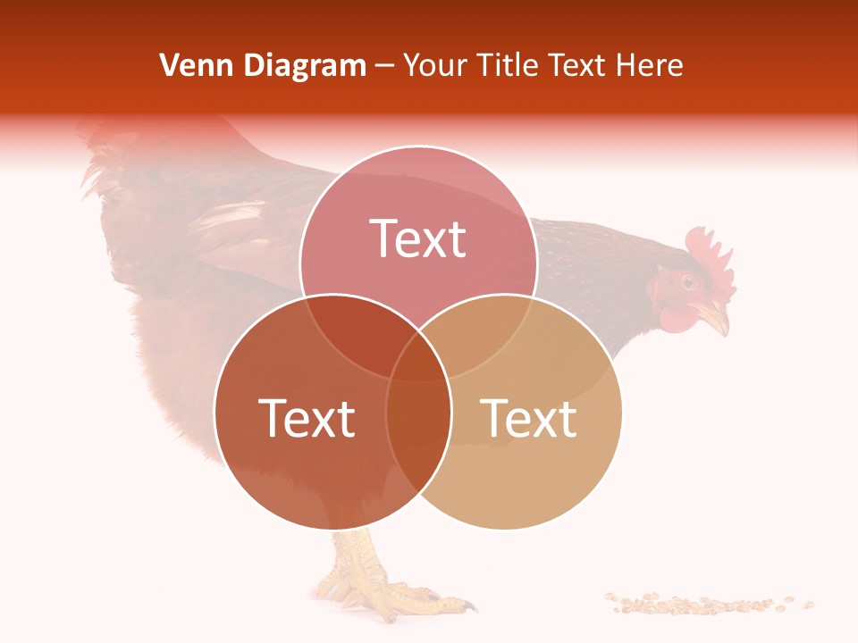 Chicken Bird Wheat PowerPoint Template