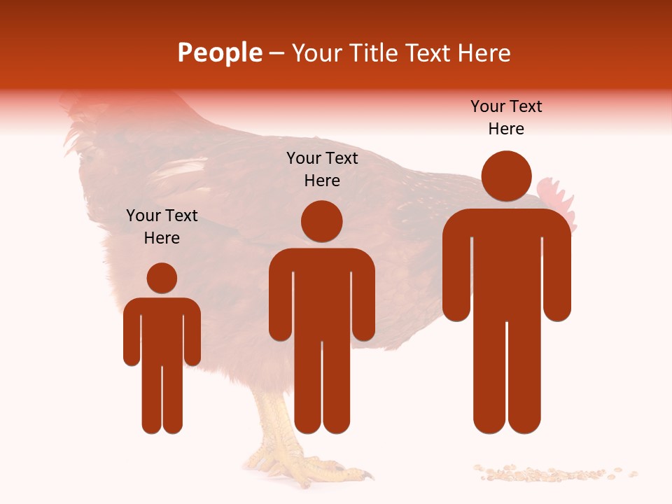 Chicken Bird Wheat PowerPoint Template