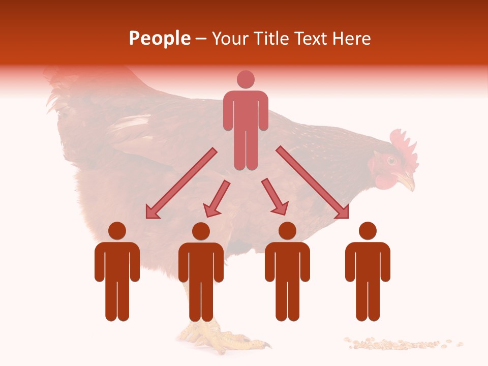 Chicken Bird Wheat PowerPoint Template