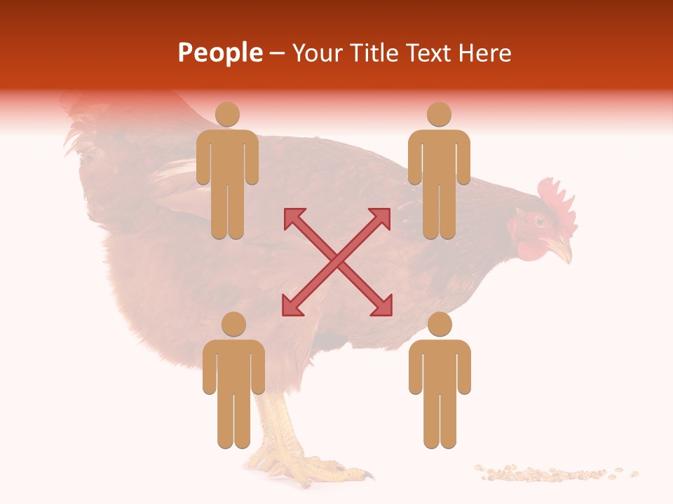 Chicken Bird Wheat PowerPoint Template