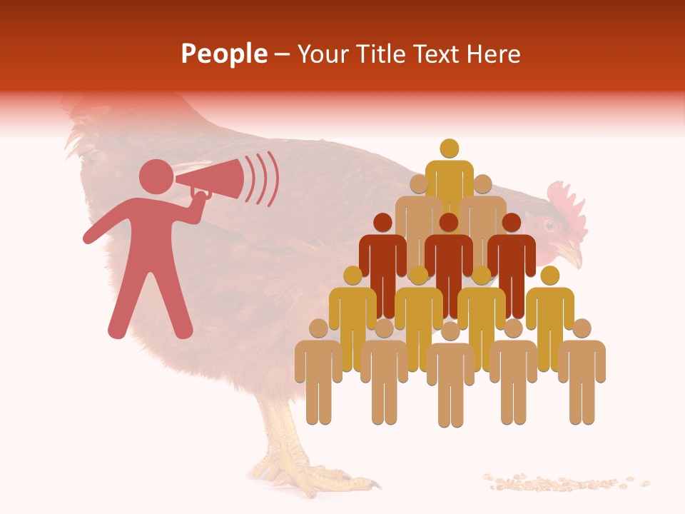 Chicken Bird Wheat PowerPoint Template