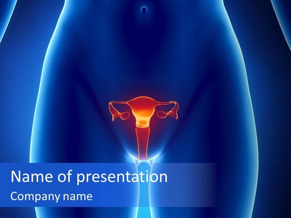 Pregnancy Torso Fallopian PowerPoint Template