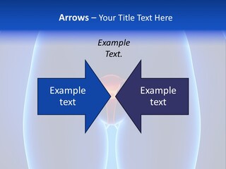 Pregnancy Torso Fallopian PowerPoint Template