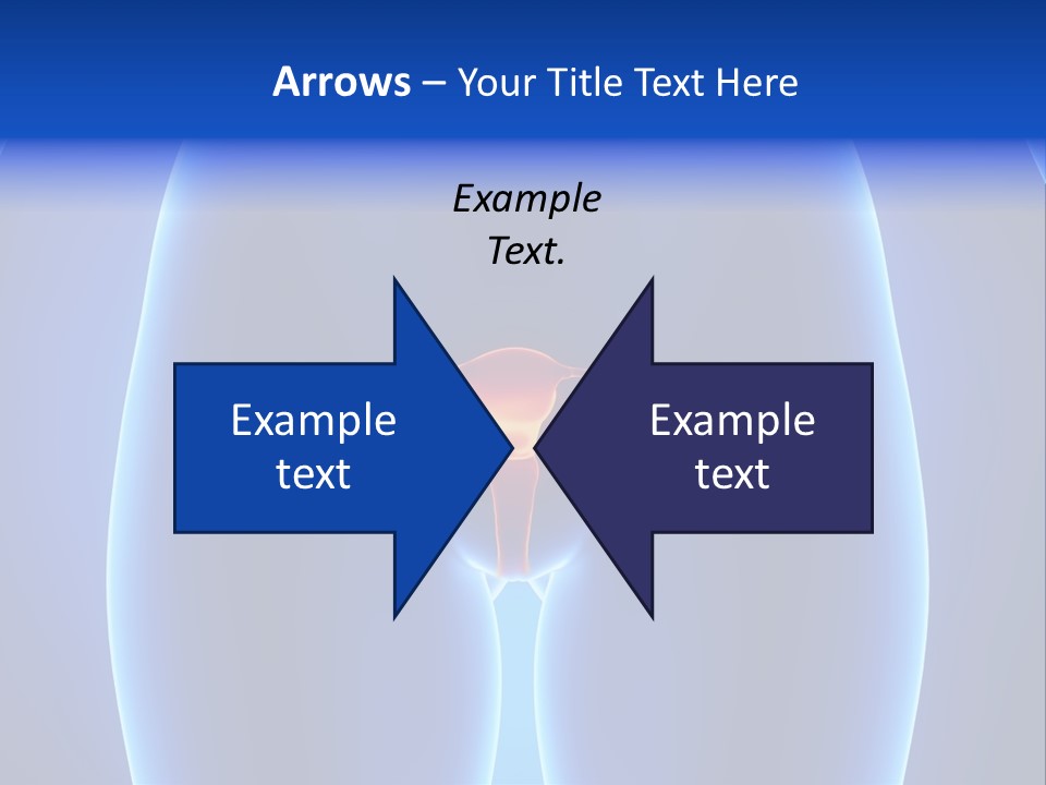 Pregnancy Torso Fallopian PowerPoint Template
