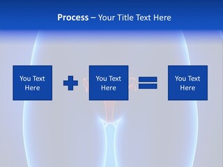 Pregnancy Torso Fallopian PowerPoint Template