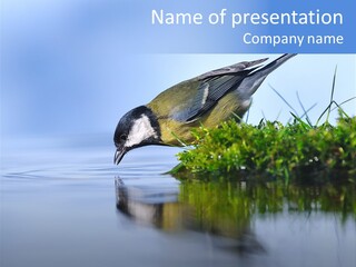 Thirsty Water Parus Major PowerPoint Template