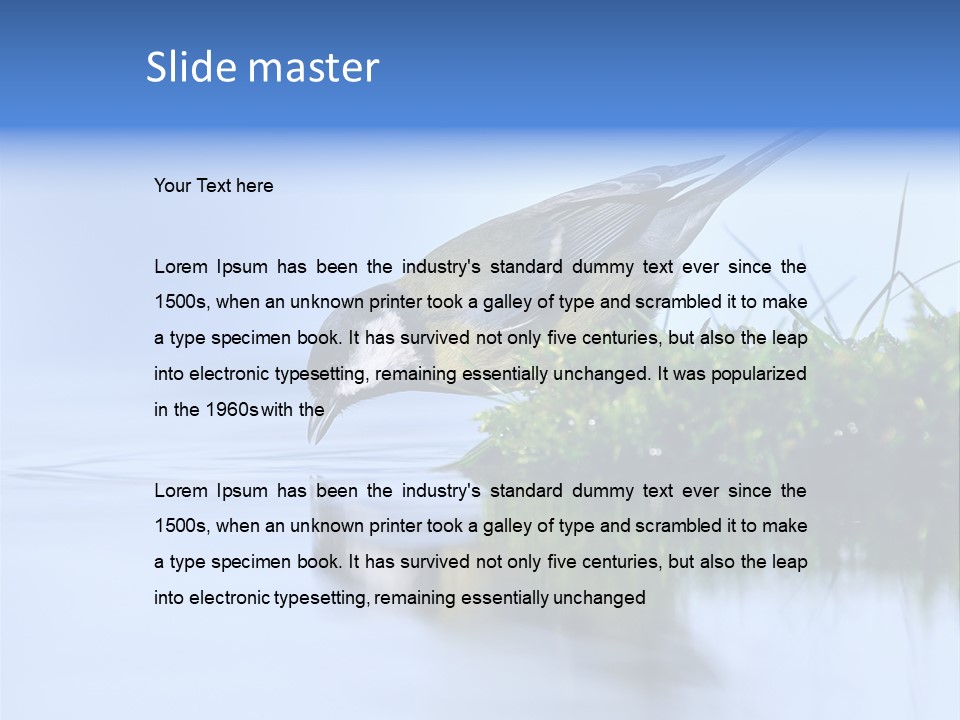 Thirsty Water Parus Major PowerPoint Template