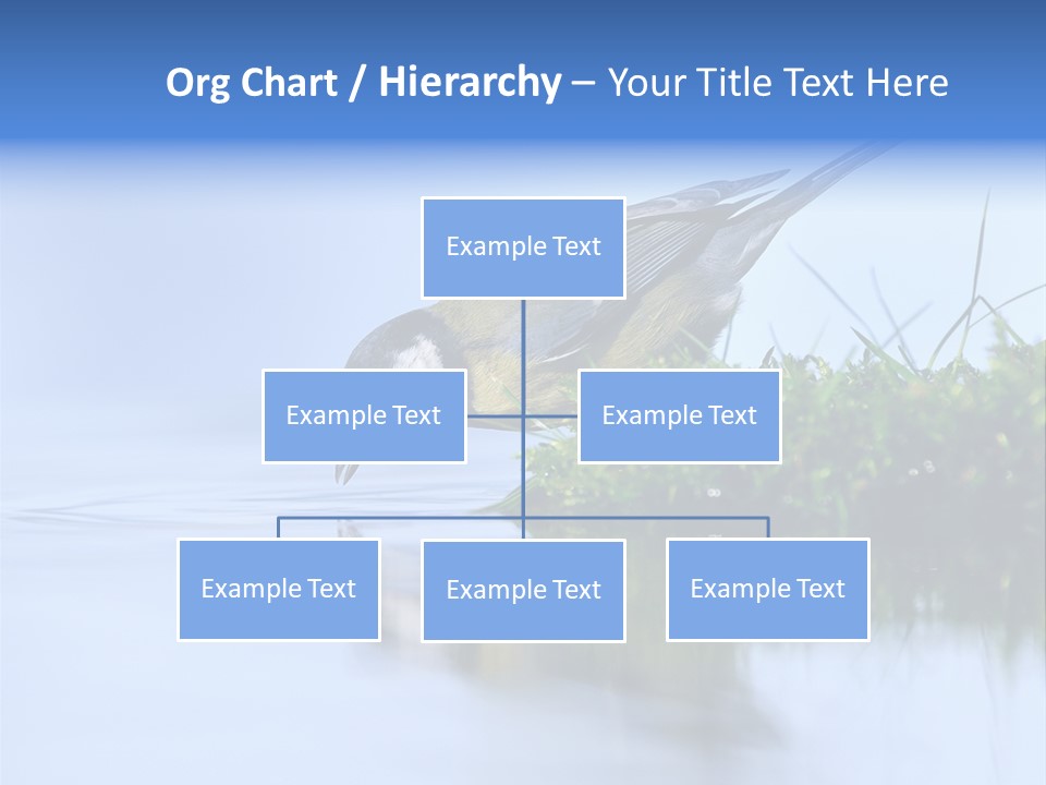 Thirsty Water Parus Major PowerPoint Template