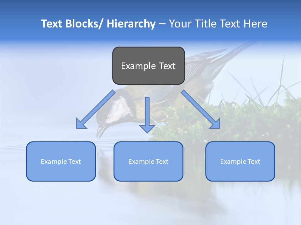 Thirsty Water Parus Major PowerPoint Template