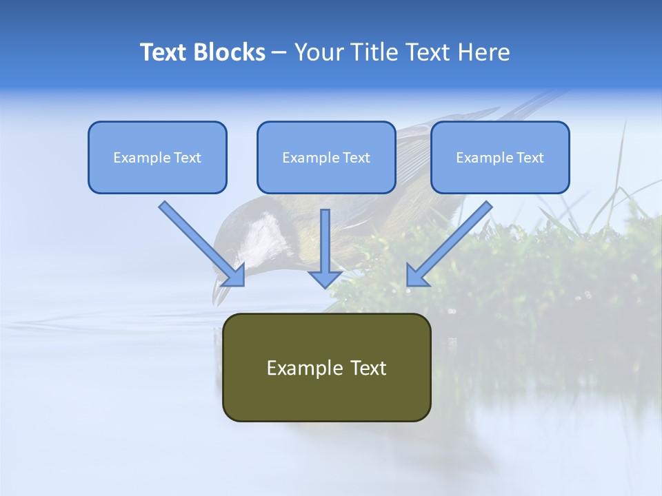 Thirsty Water Parus Major PowerPoint Template