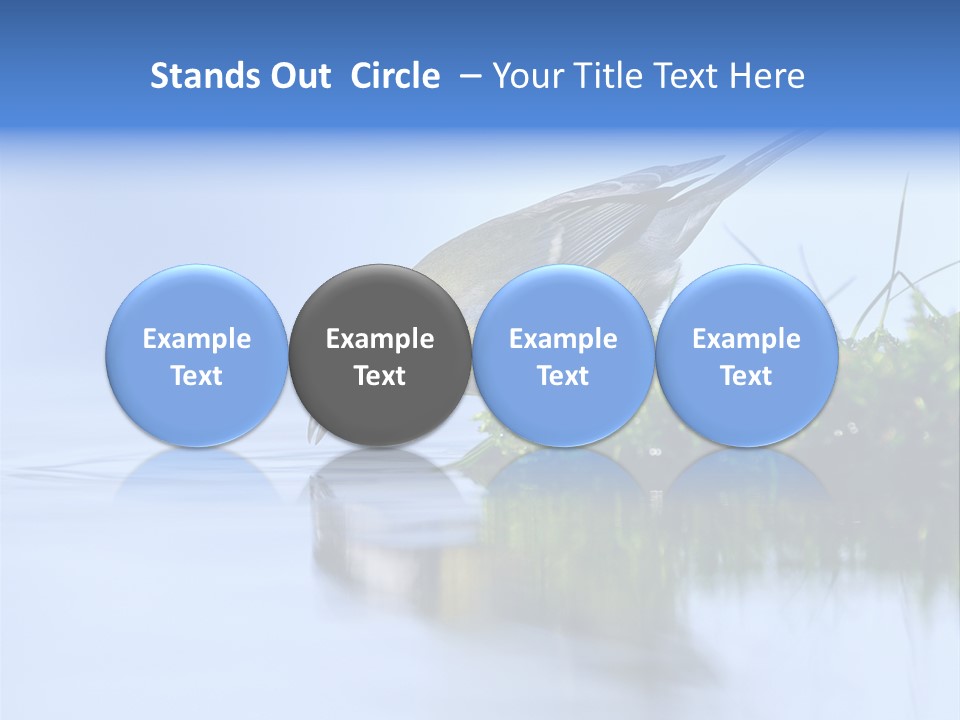 Thirsty Water Parus Major PowerPoint Template