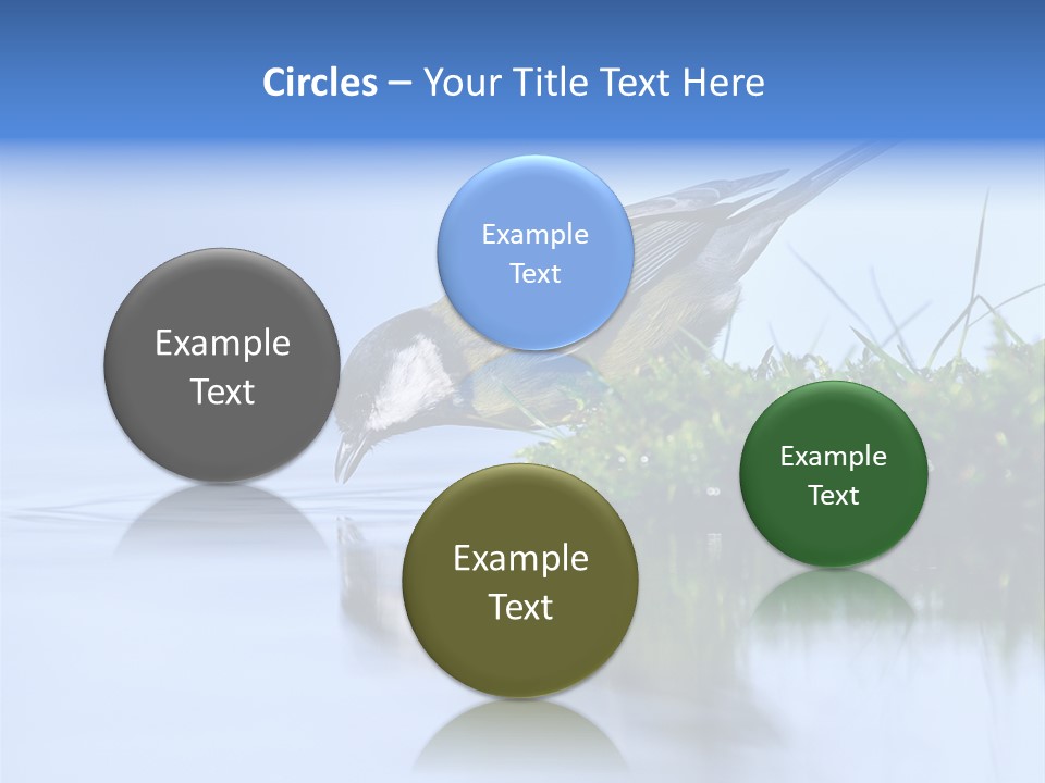 Thirsty Water Parus Major PowerPoint Template