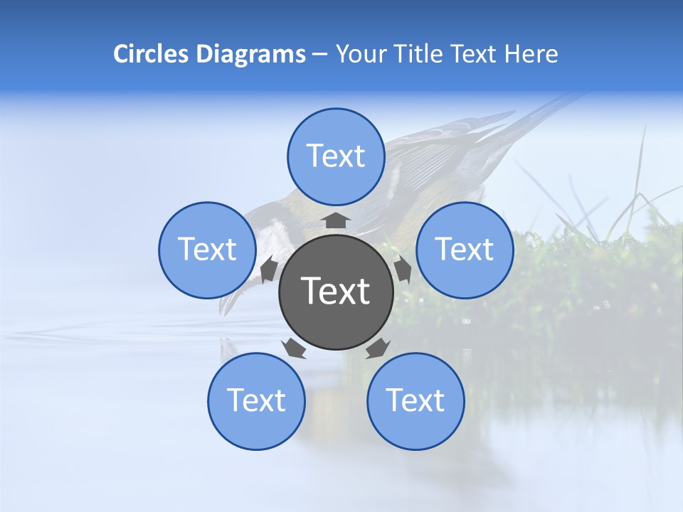 Thirsty Water Parus Major PowerPoint Template