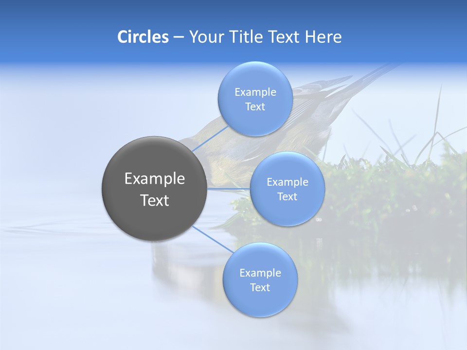 Thirsty Water Parus Major PowerPoint Template