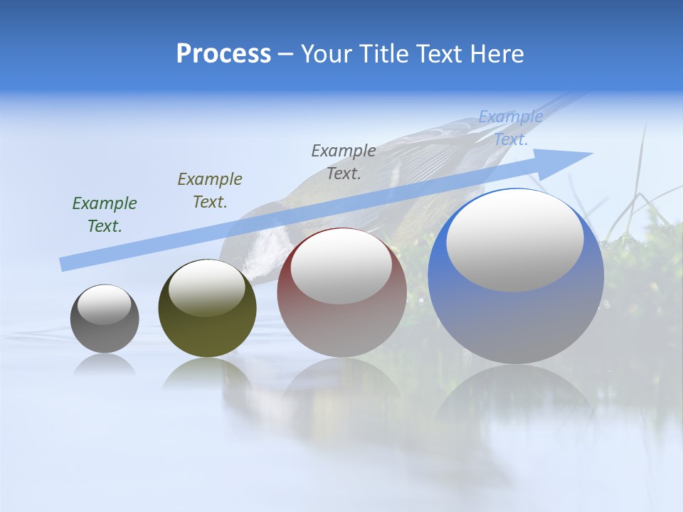 Thirsty Water Parus Major PowerPoint Template
