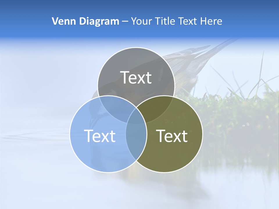 Thirsty Water Parus Major PowerPoint Template