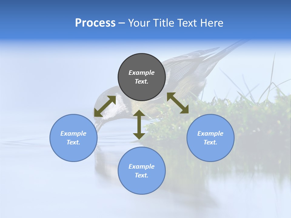 Thirsty Water Parus Major PowerPoint Template