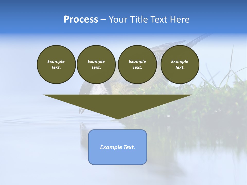 Thirsty Water Parus Major PowerPoint Template