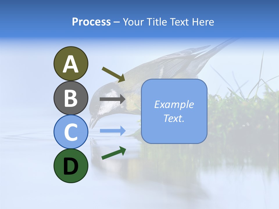 Thirsty Water Parus Major PowerPoint Template